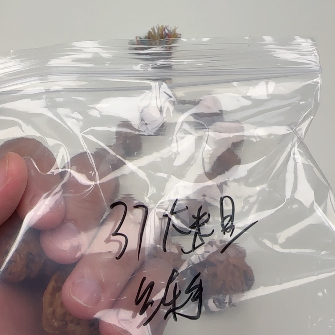 文玩核桃把件37练手大粗筋