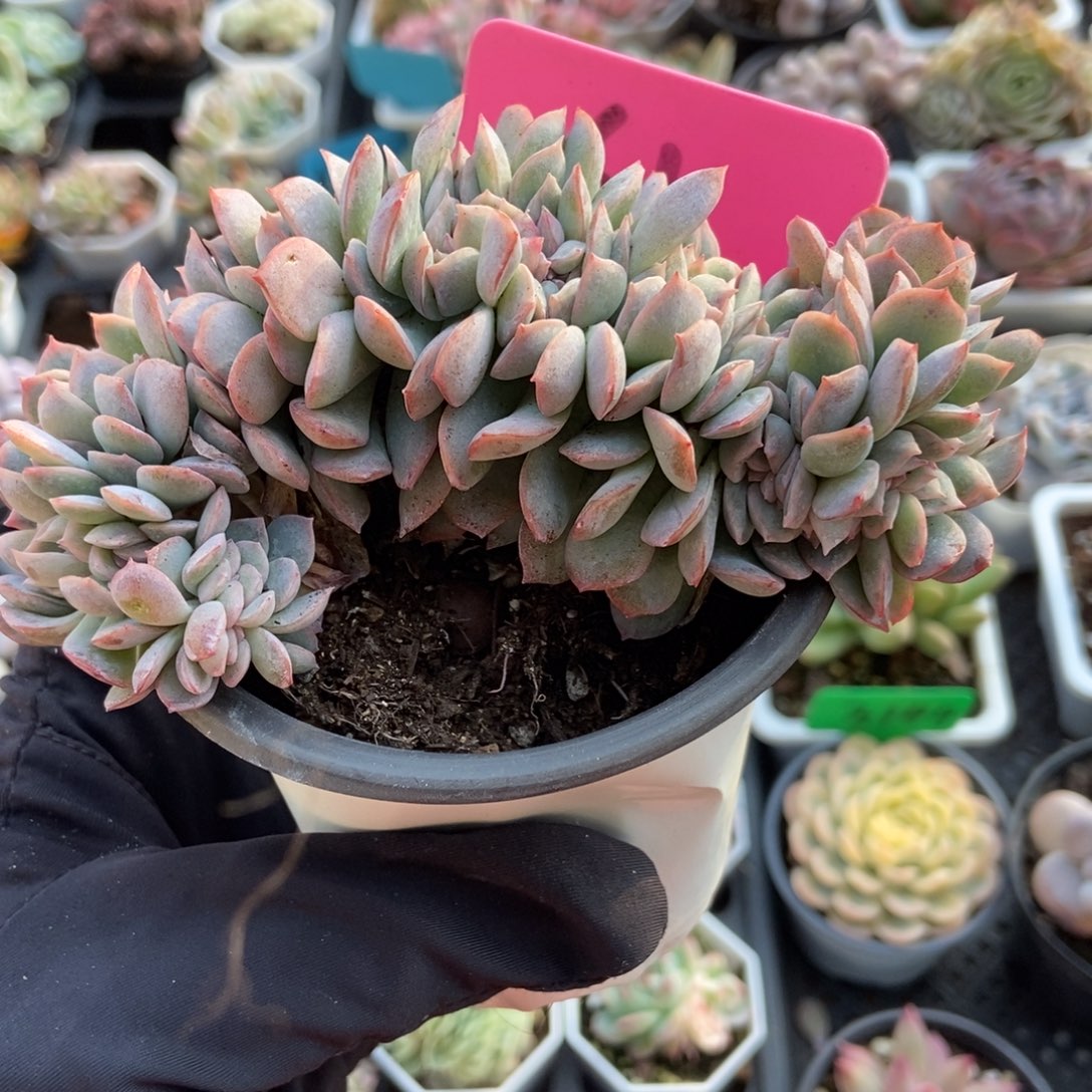 61莎莎女王缀多肉