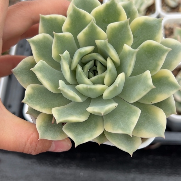 爱丽卡锦多肉植物