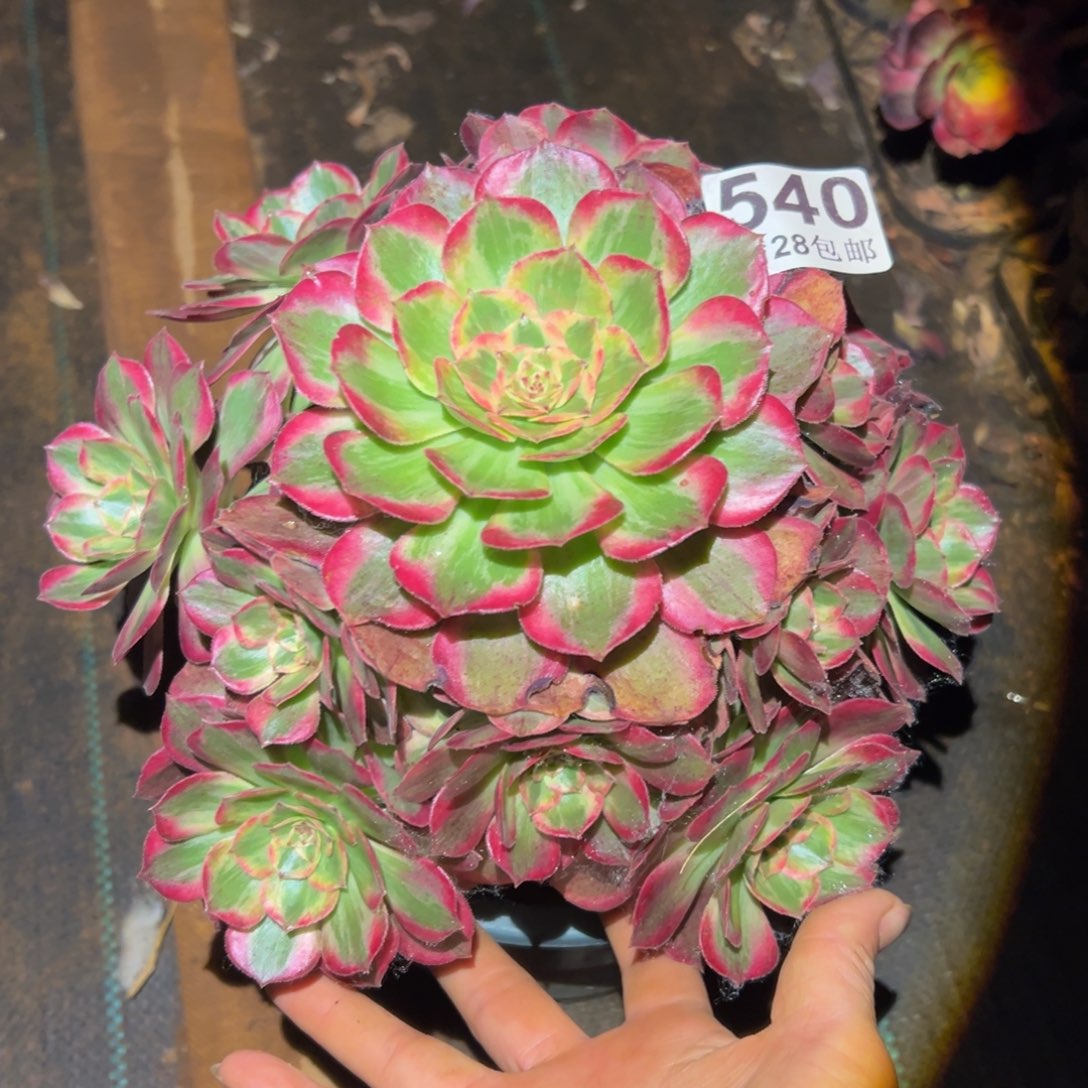 多肉植物540赤子心有一个断枝