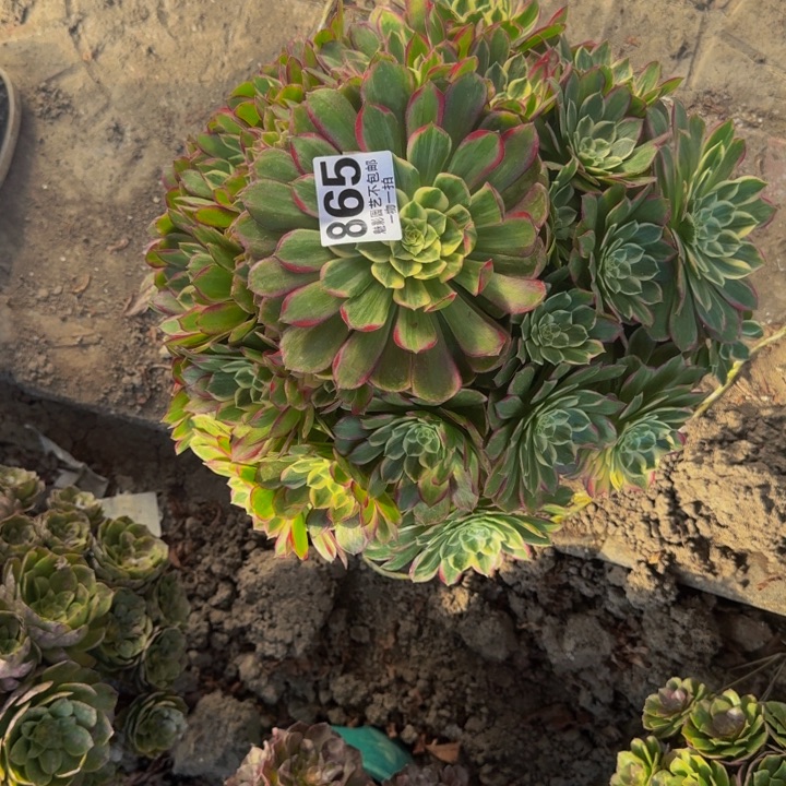 莲花花27-44包邮花花