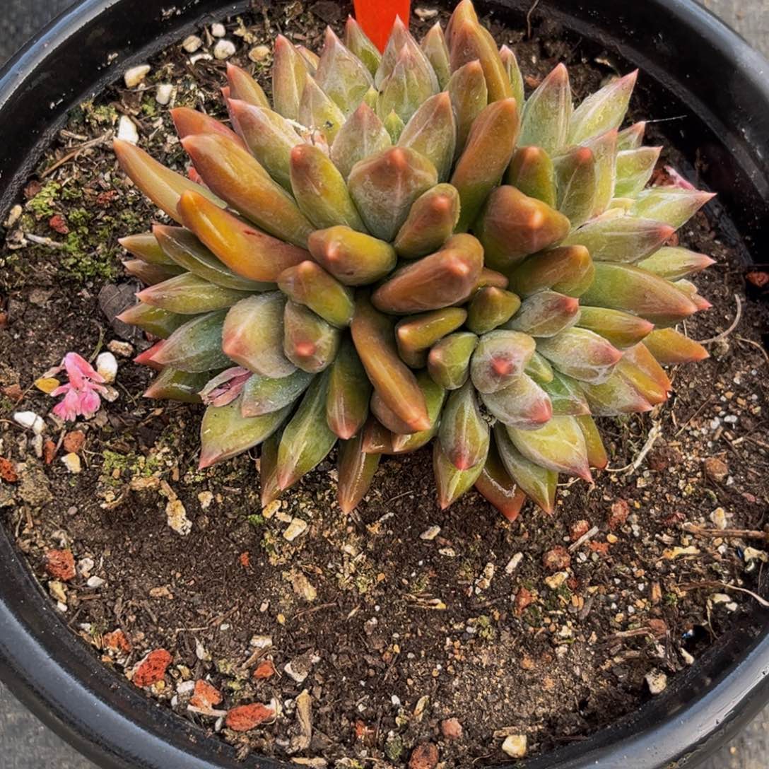 2428下午多肉植物群生