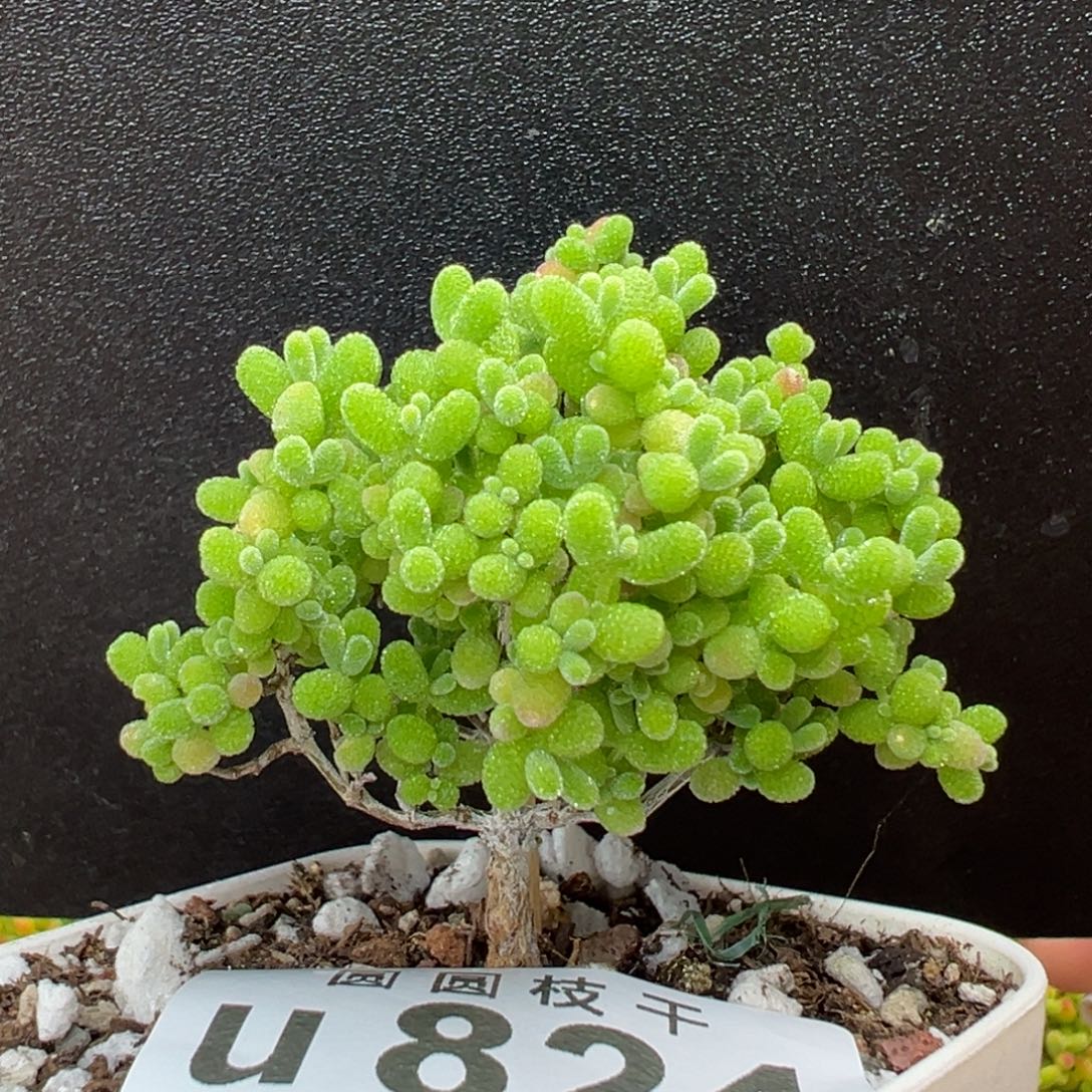 u824直杆小树型蜜橘糖球冠幅5cm