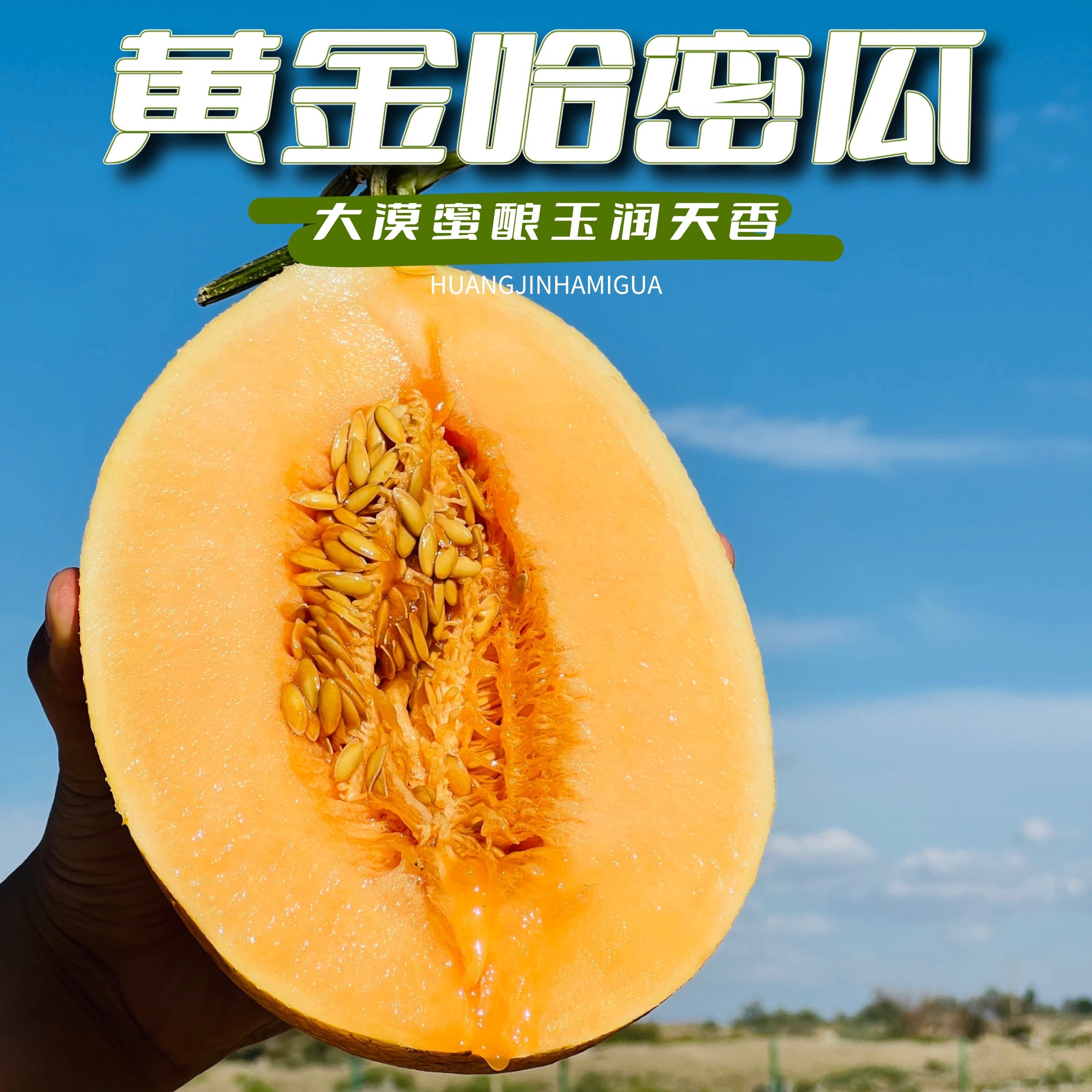 【甘肃直发】甘肃民勤黄金蜜瓜金色年华产地直发现摘现发3/9包邮