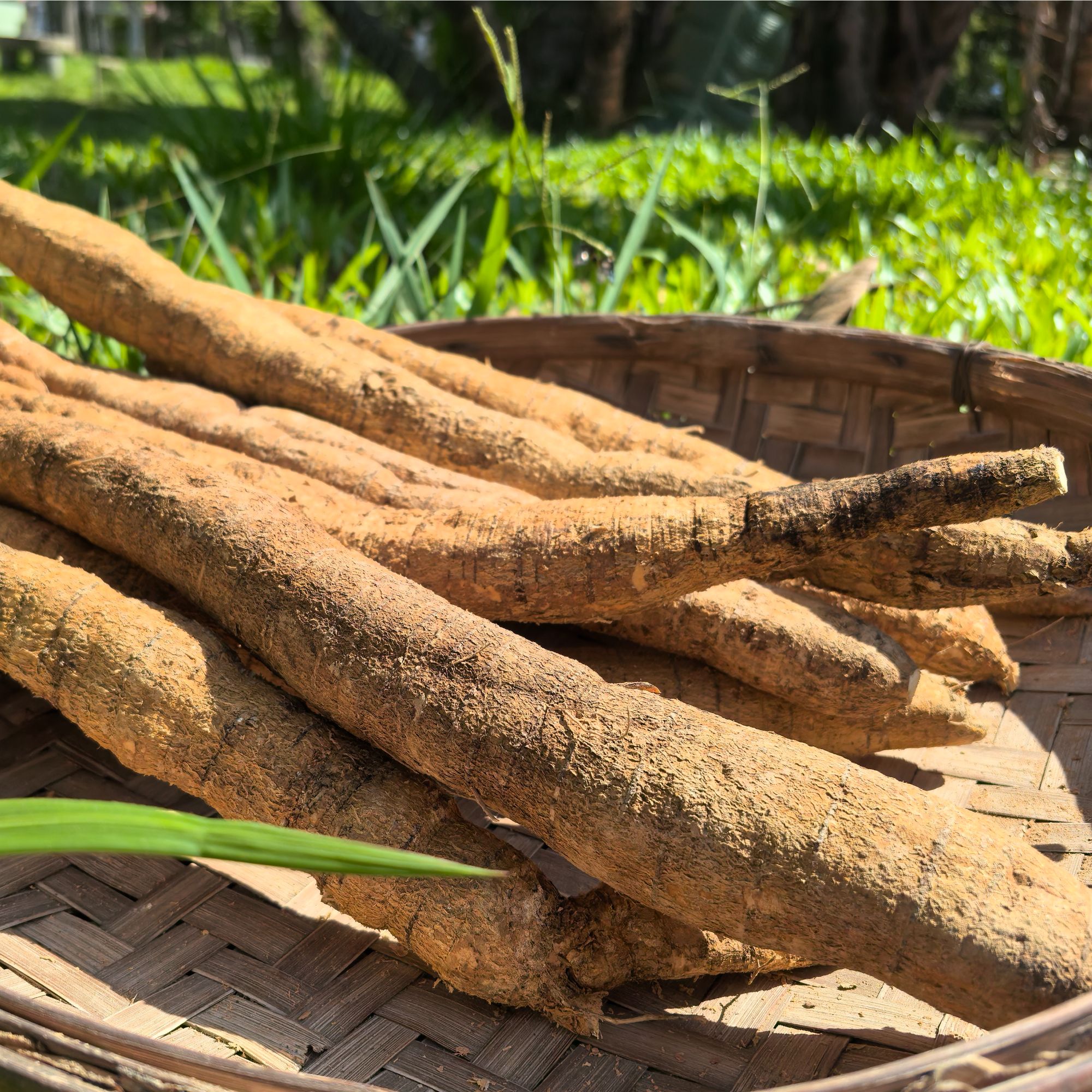 粤西大山野生粉质牛大力现挖现卖煲汤泡酒煮水农家土特产老野大叶