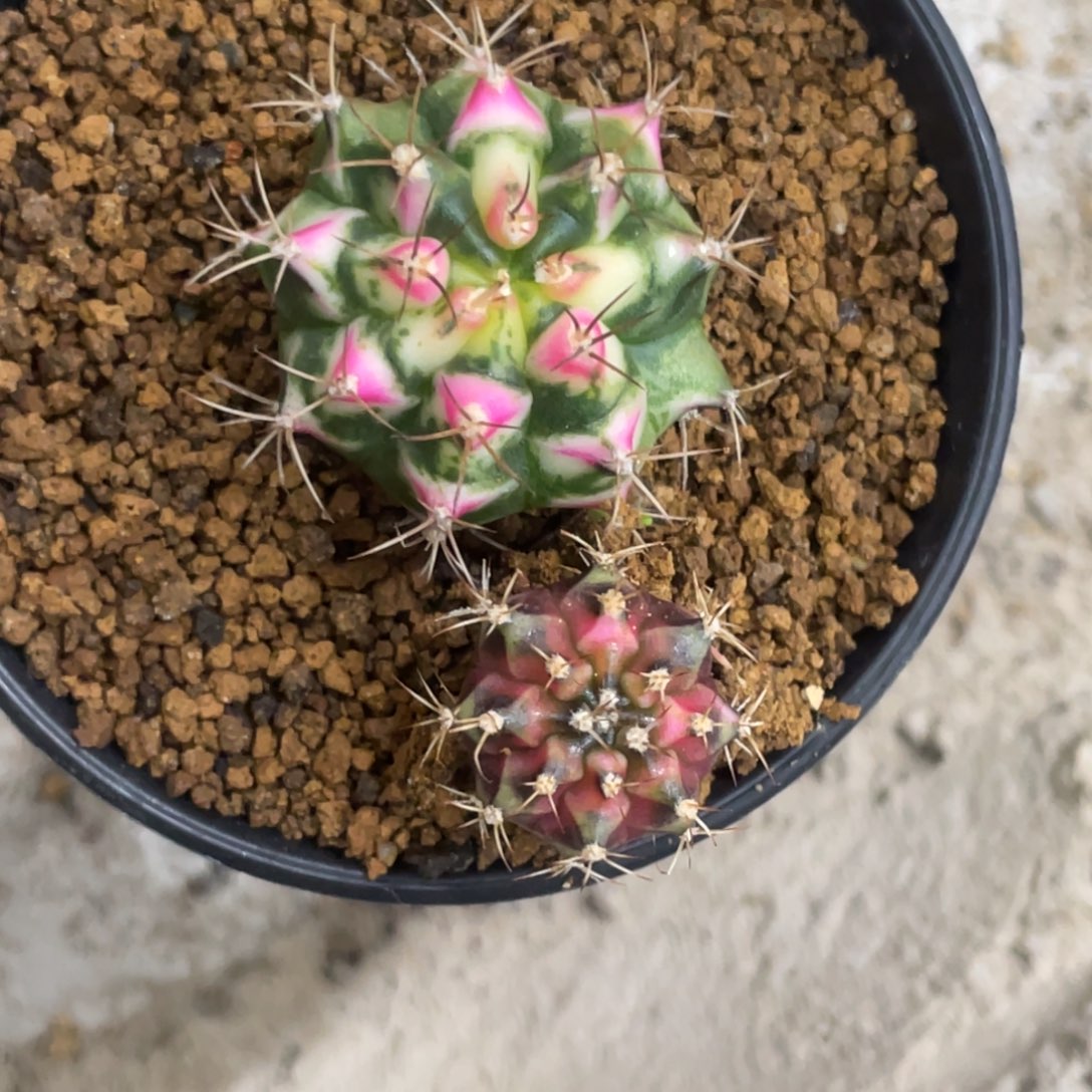开****当前无花朵，栽培后可花朵穹顶➕花田