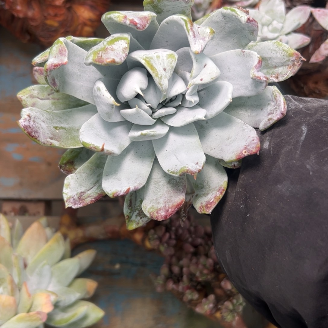 大雪山～一物一拍1344