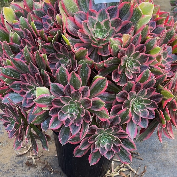 多肉法师444号浣纱发货不包损