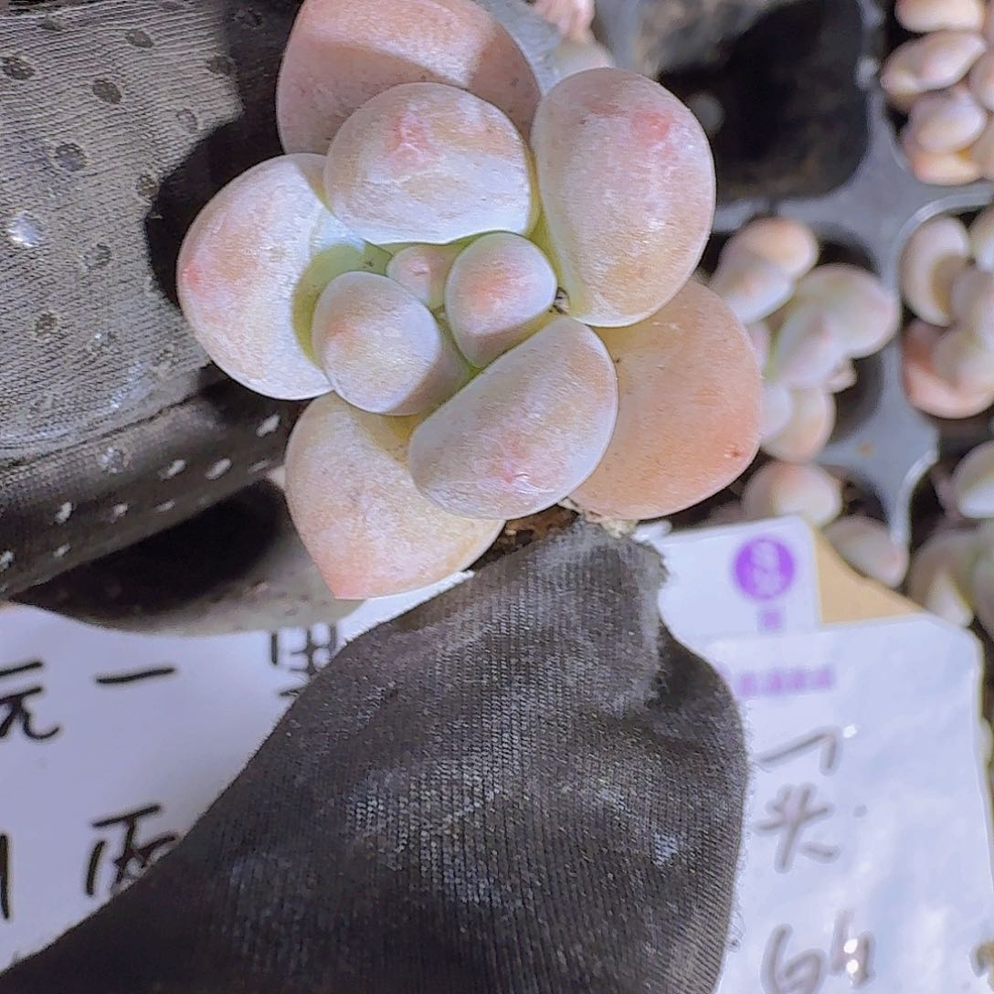 精品奶豆两颗一组