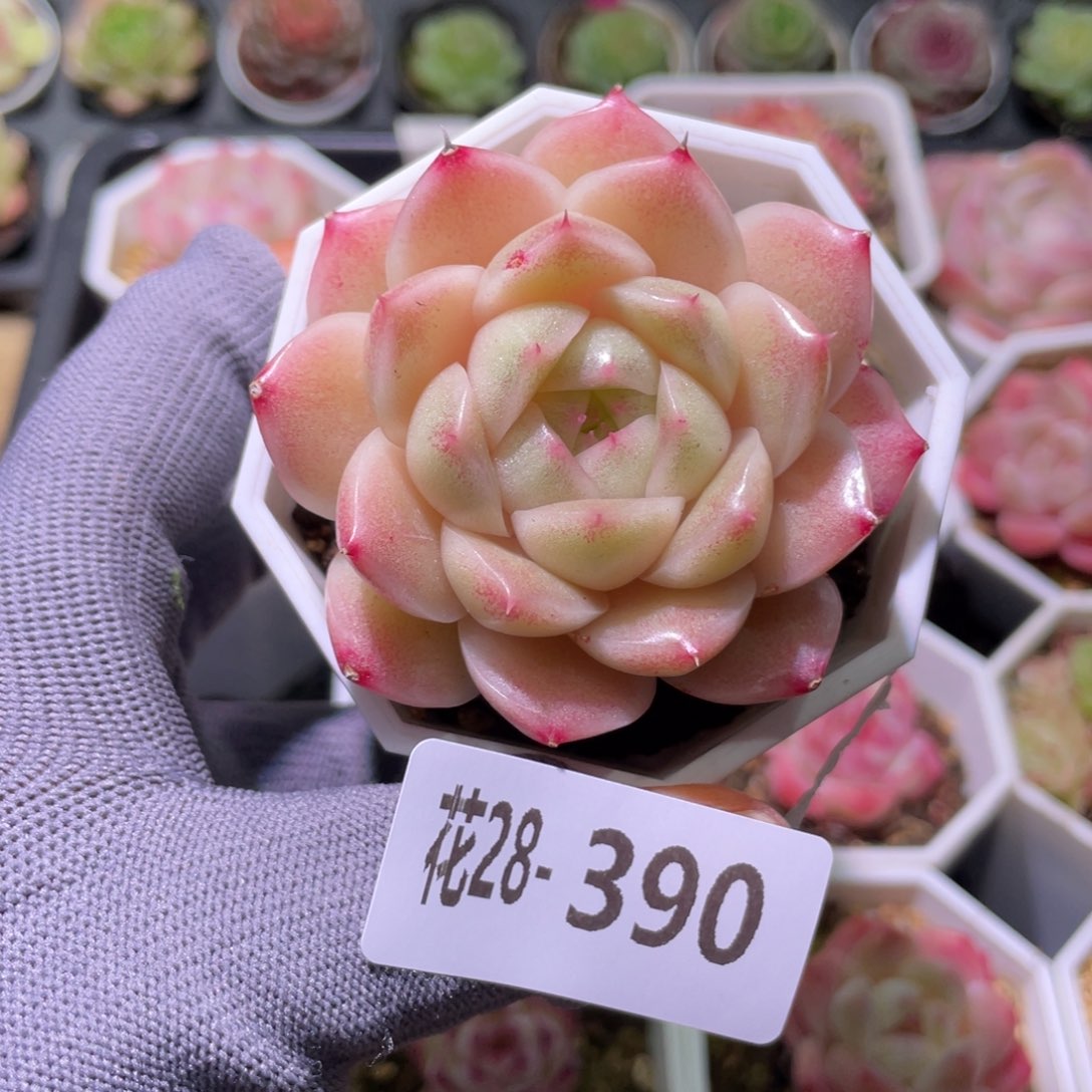 花利美28-390麦秆