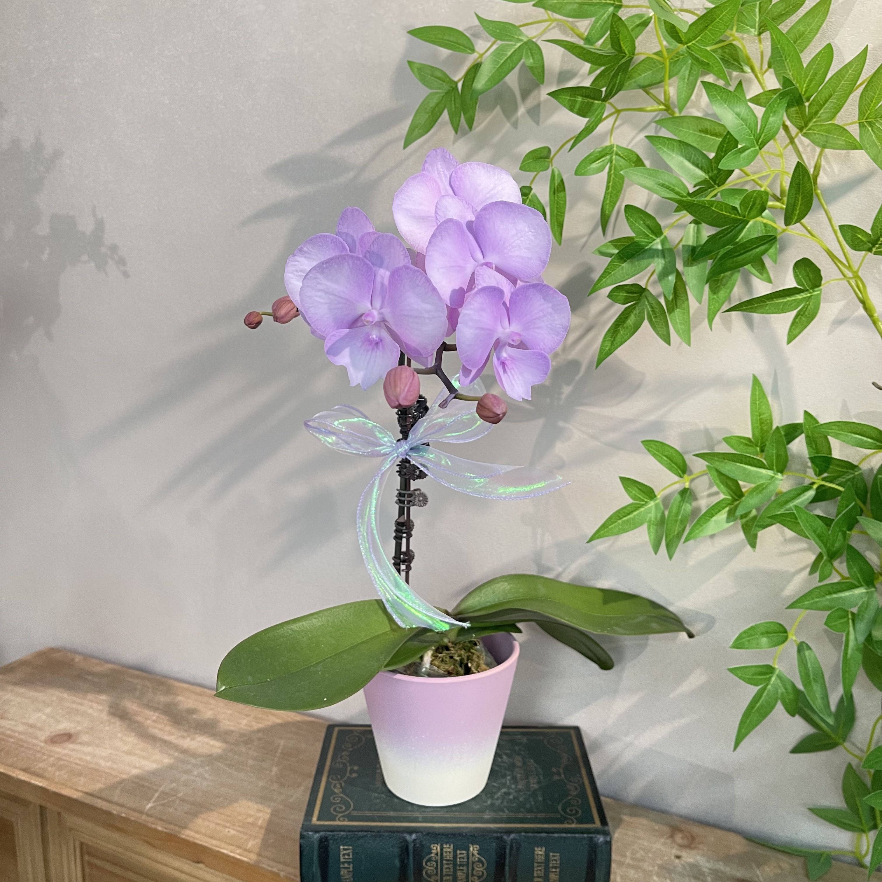 蝴蝶兰《神仙姐姐》优雅紫调花 好养耐养苗情优质 基地直发