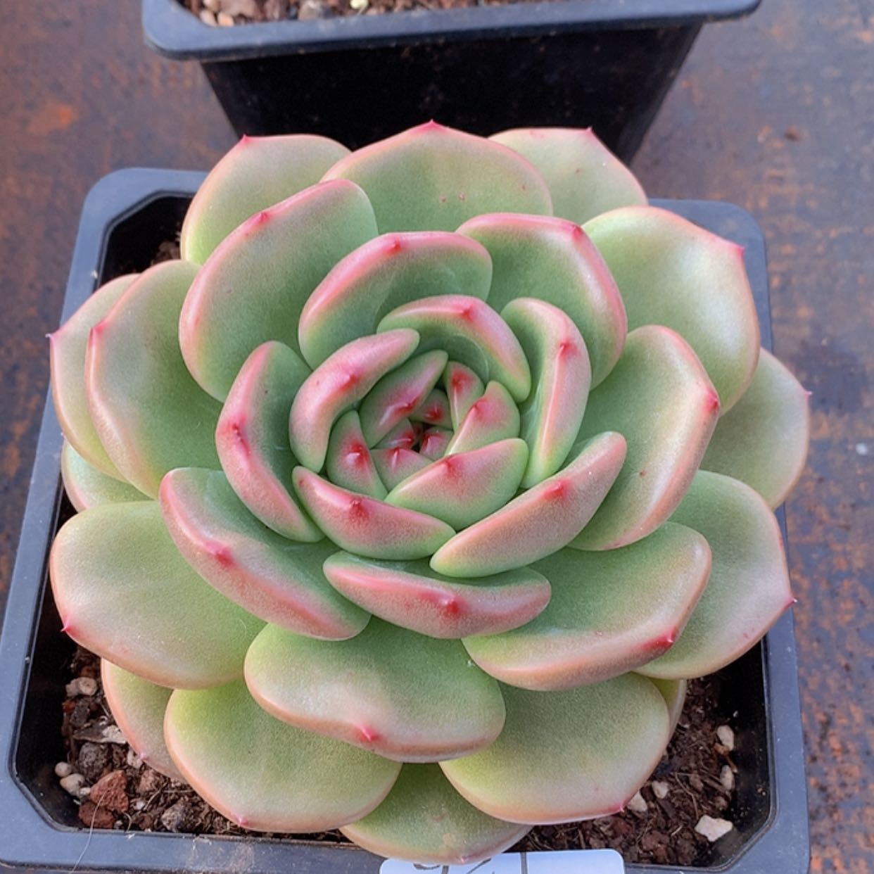 【闪购商品】云922号