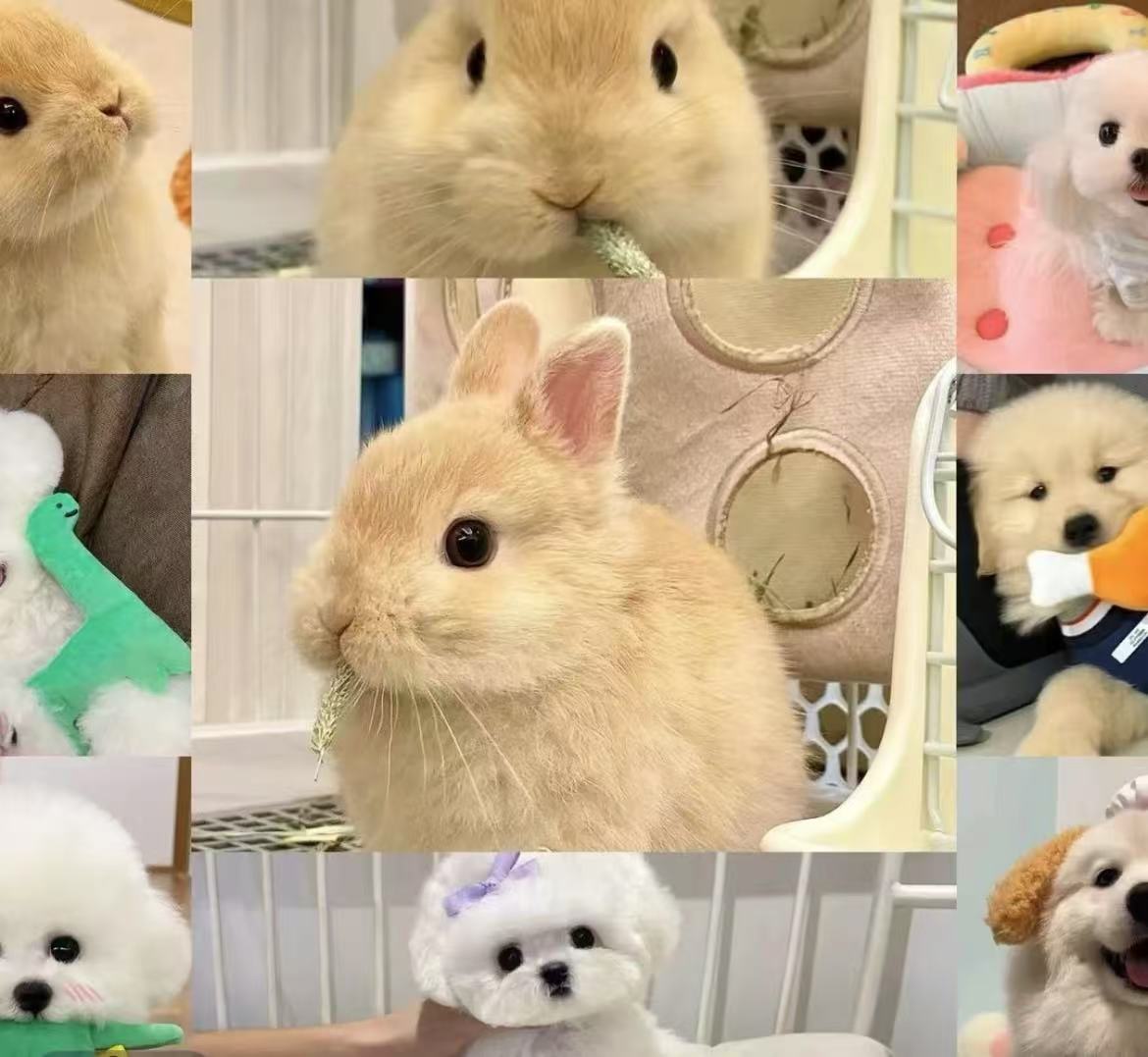 （宠物相册）下单咨询