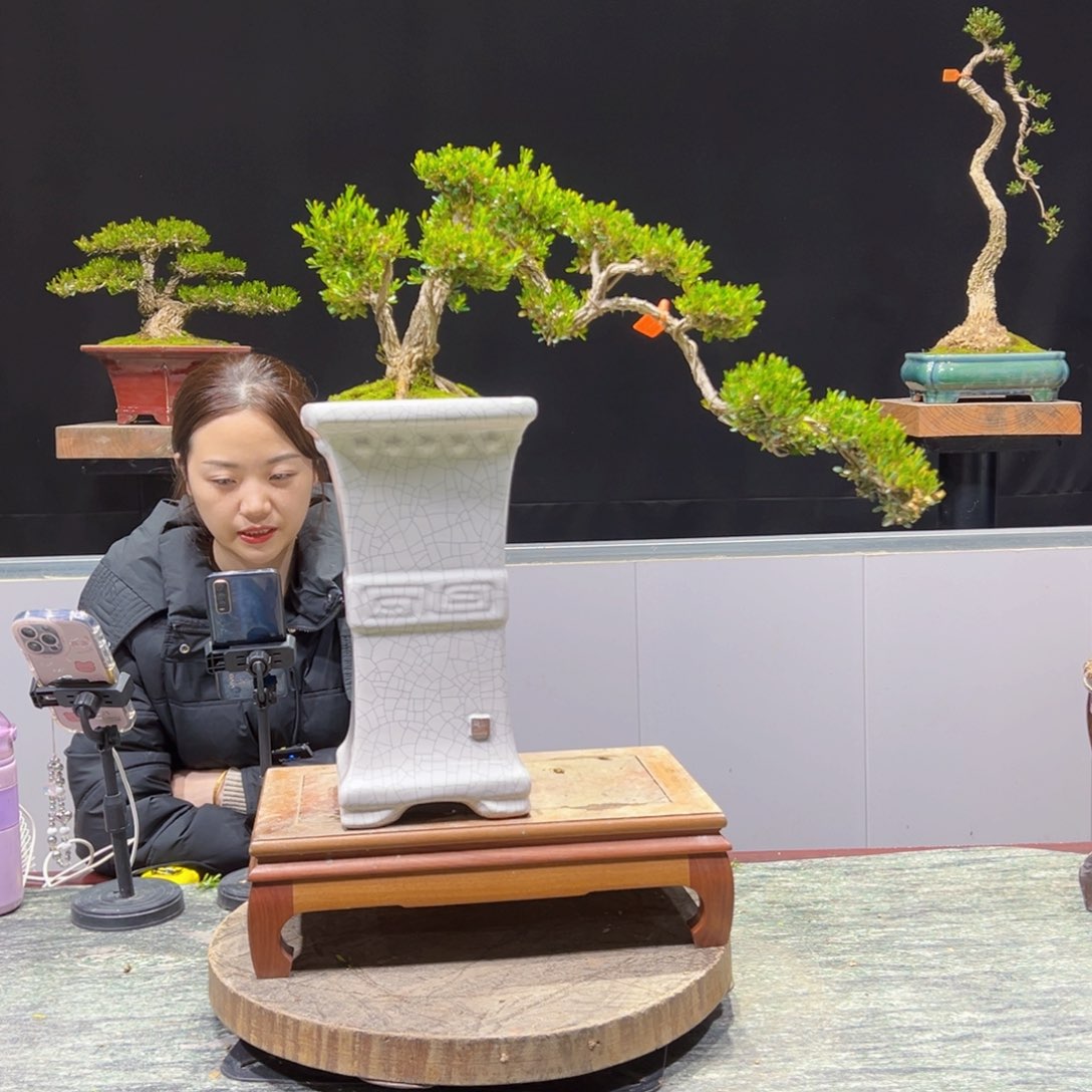 绿植黄杨盆景盆景