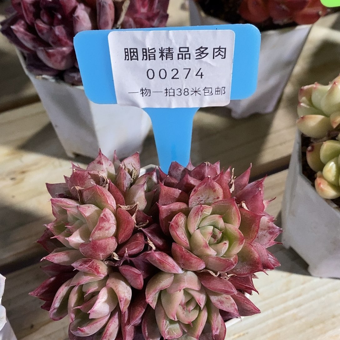 00274，璐璐璐璐装修