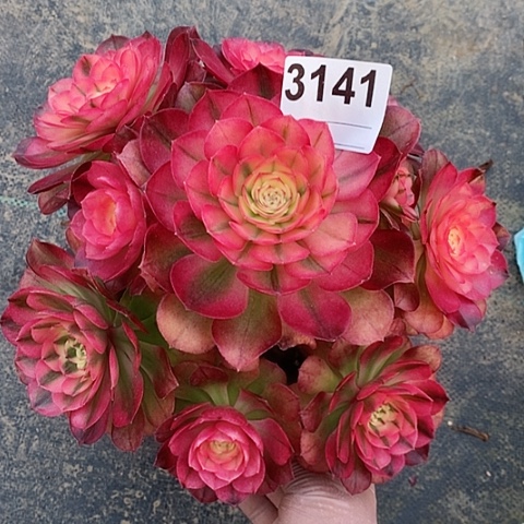 红陶3141荔枝冠22.