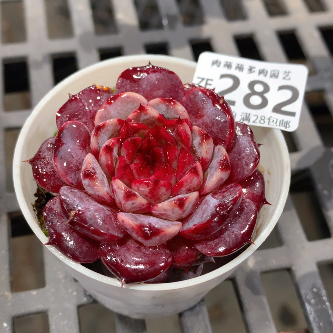 肉萌萌拇指盆精控多肉ZE282