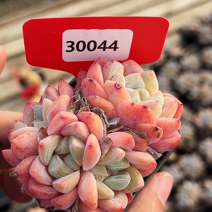 F***n糖心。   30044号。   