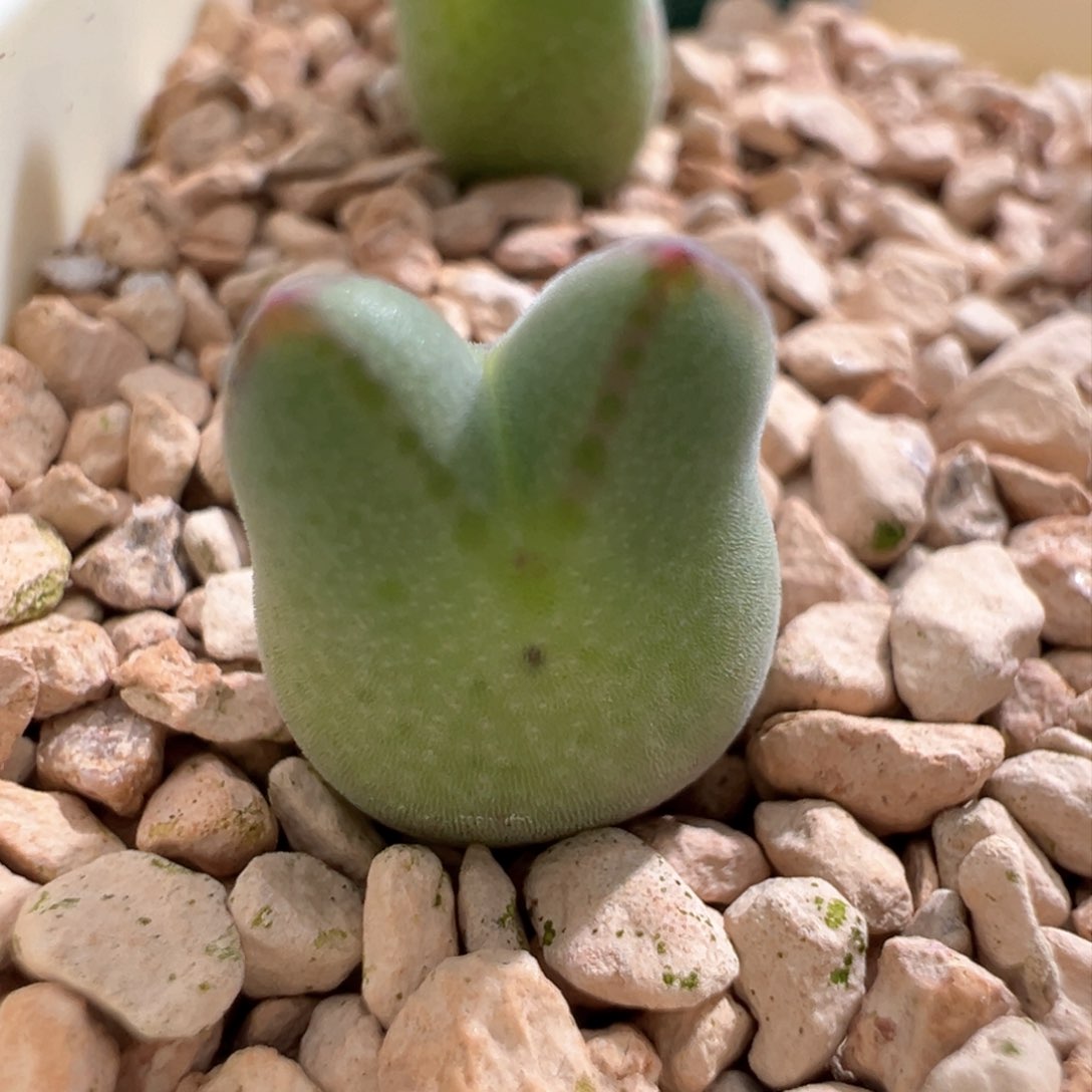 691。园艺优选985猪蹄