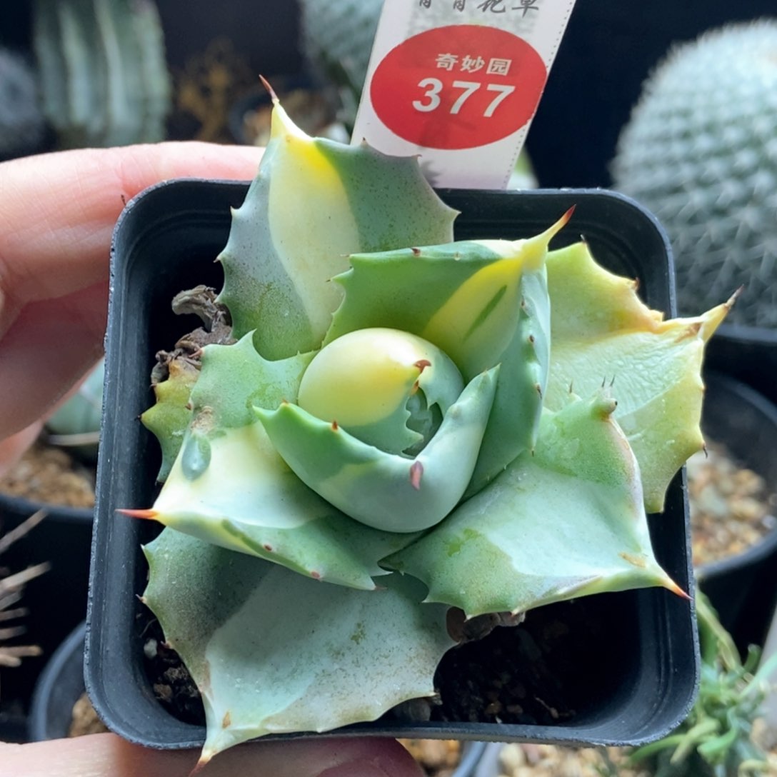 王妃雷神黄中斑一颗