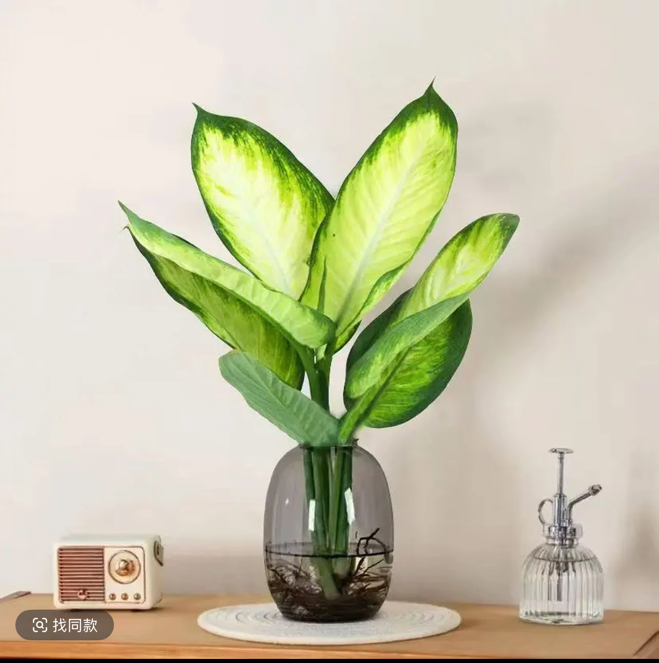 【水培好养】万年青玛丽安绿植盆栽叶绿植办公室桌面高颜值高端绿植