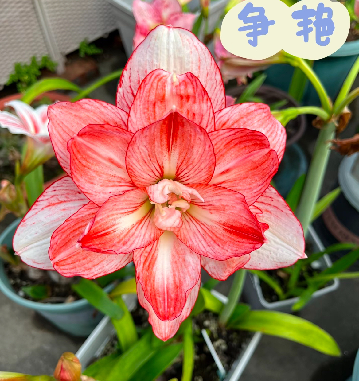 朱顶红种球【争艳 5-6厘米左右 1粒】无根叶裸球有下侧芽痕迹