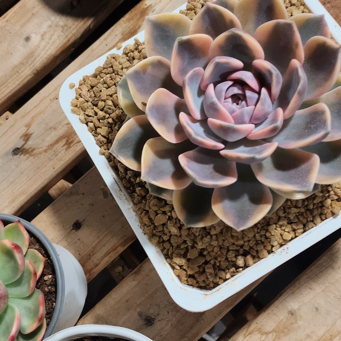 多肉植物多肉植物汉堡锦