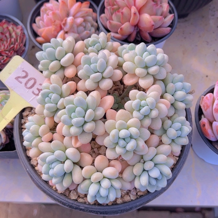 健健康康平平安安