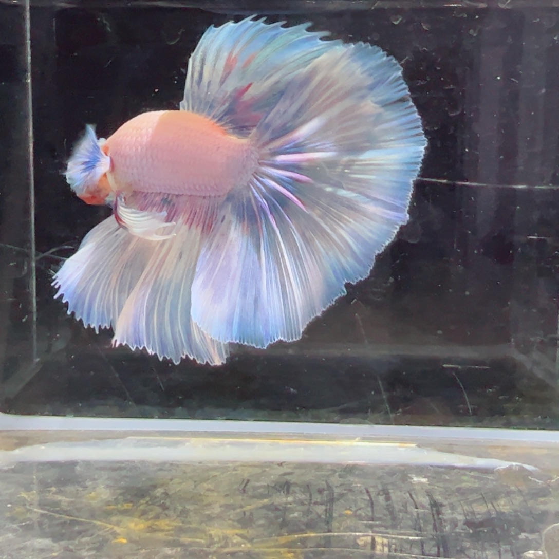 斗鱼浅色特殊尾hhhh