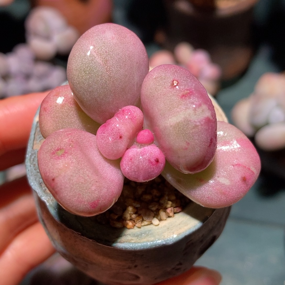 油煎丸子一物一拍