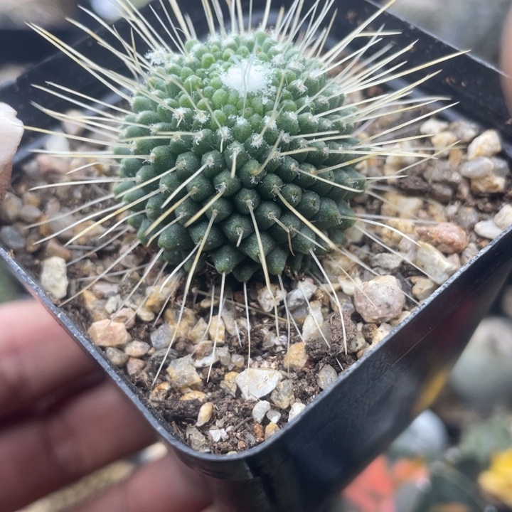 实生一颗包邮带盆发货