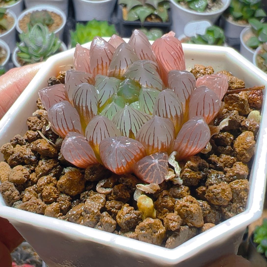 粉实生玉露多肉多肉1