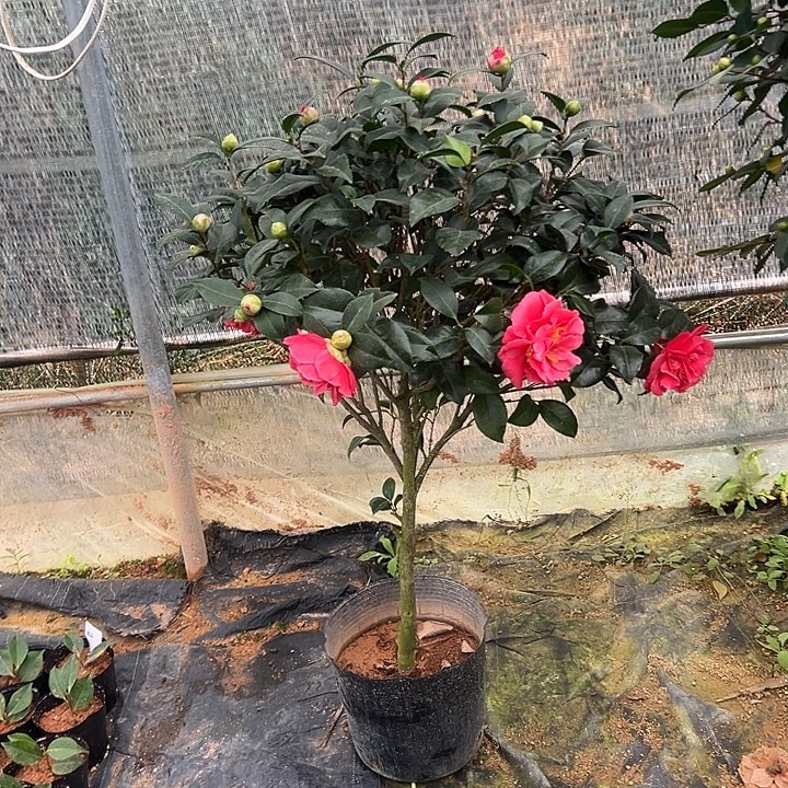 大部分花苞少量开放，克瑞墨大牡丹