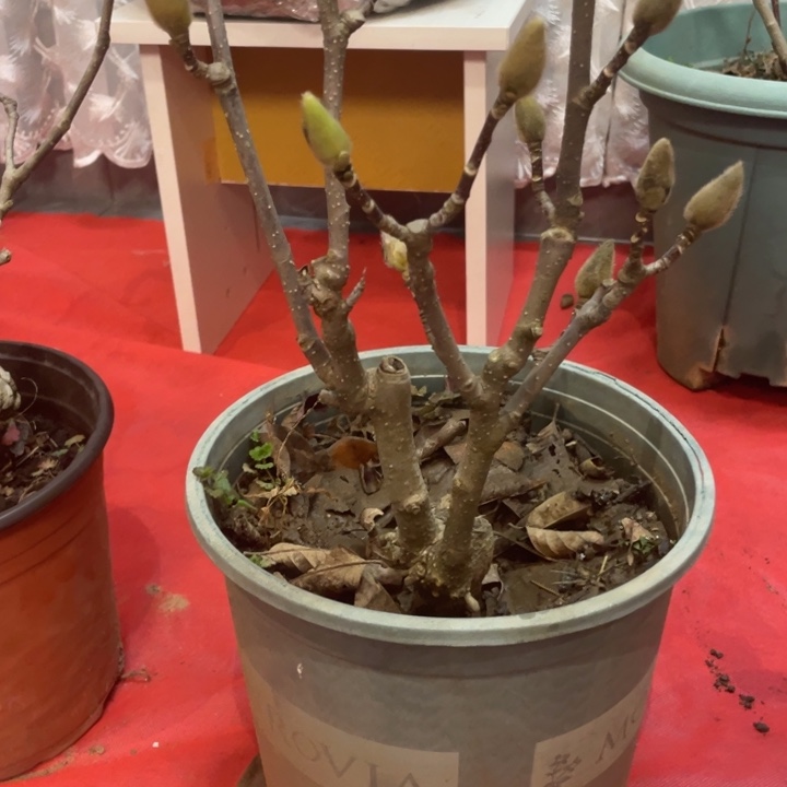 少量花朵（建议范围：2朵-5朵 或40%以下）