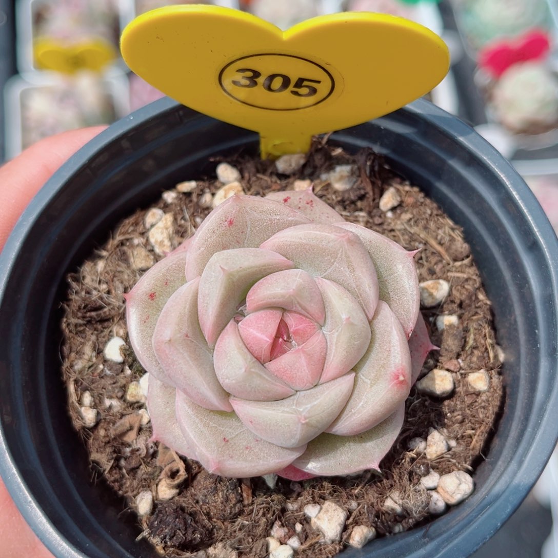 风靡园艺月琅珍妮单头