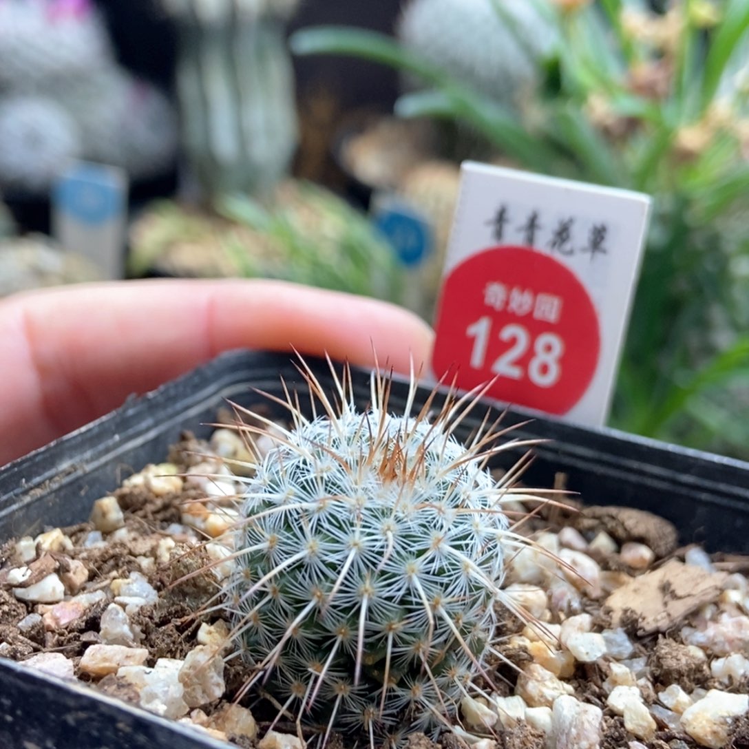 长刺白王丸实生2.2厘米