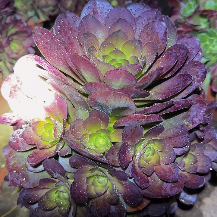 精品魅金玫瑰捧花亏本福利