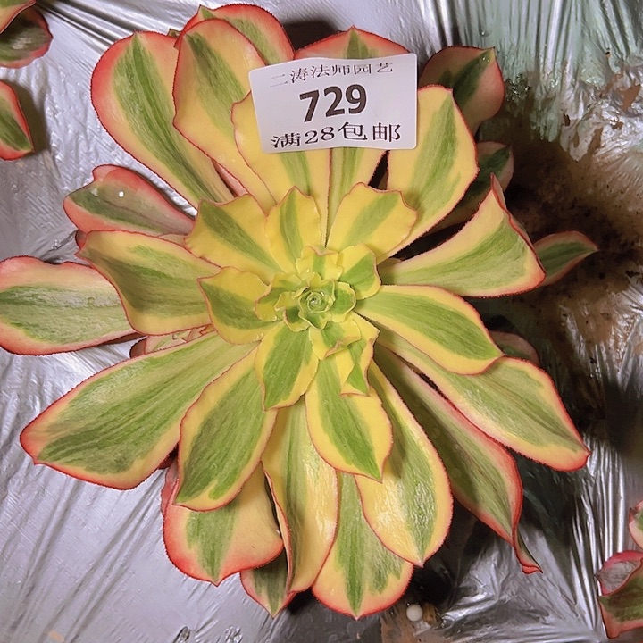 729魅影多肉植物