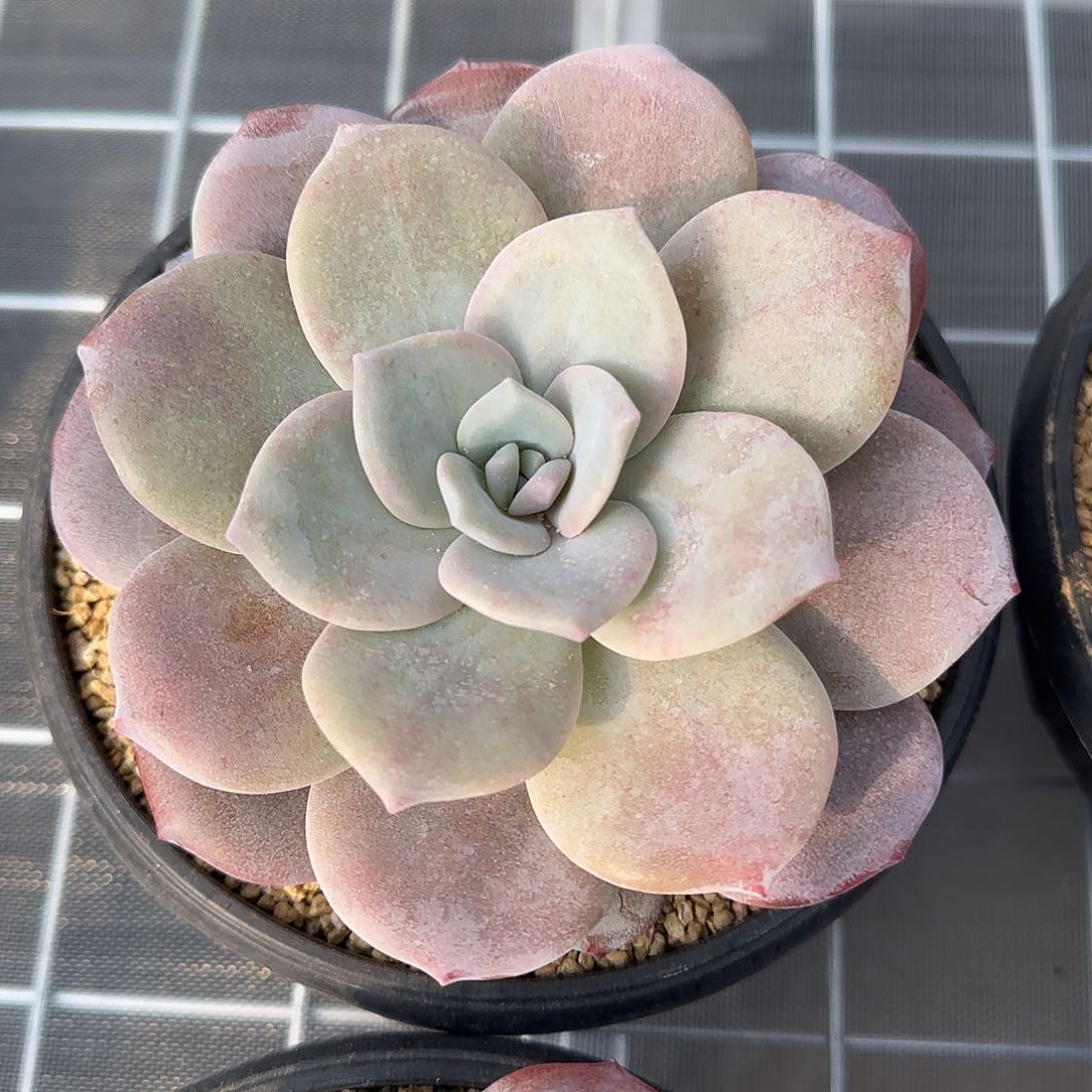 从前慢花园精选红茶