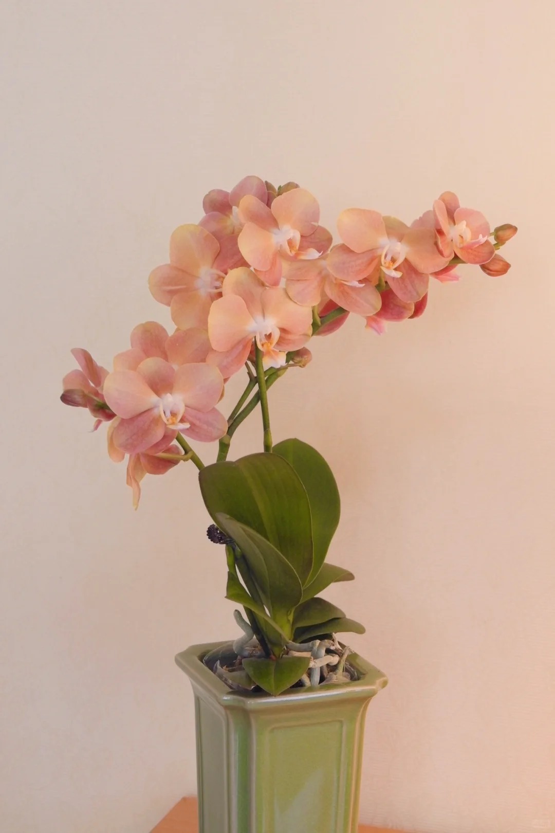 兰蝶汇【摩纳哥全开放】蝴蝶兰花卉