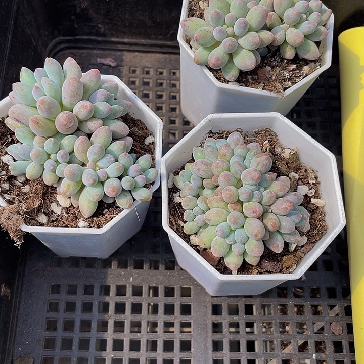 婴儿手指群带盆土发货