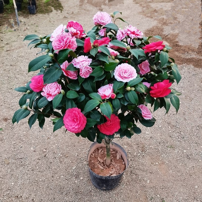 【2年小苗】香妃山茶花树苗五色赤丹花卉植物室外室内好养四季开花