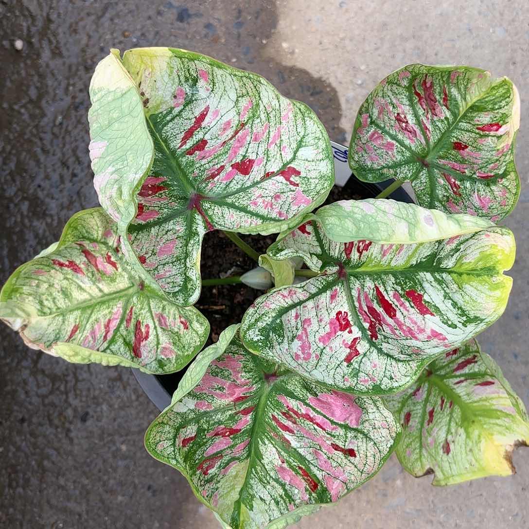 902-0113kasanova泰国发货