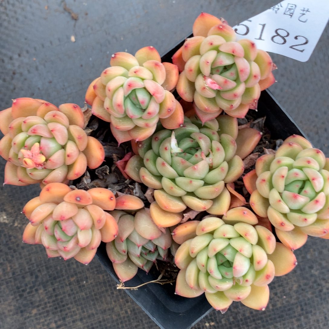 5182杂交精品基地12厘米