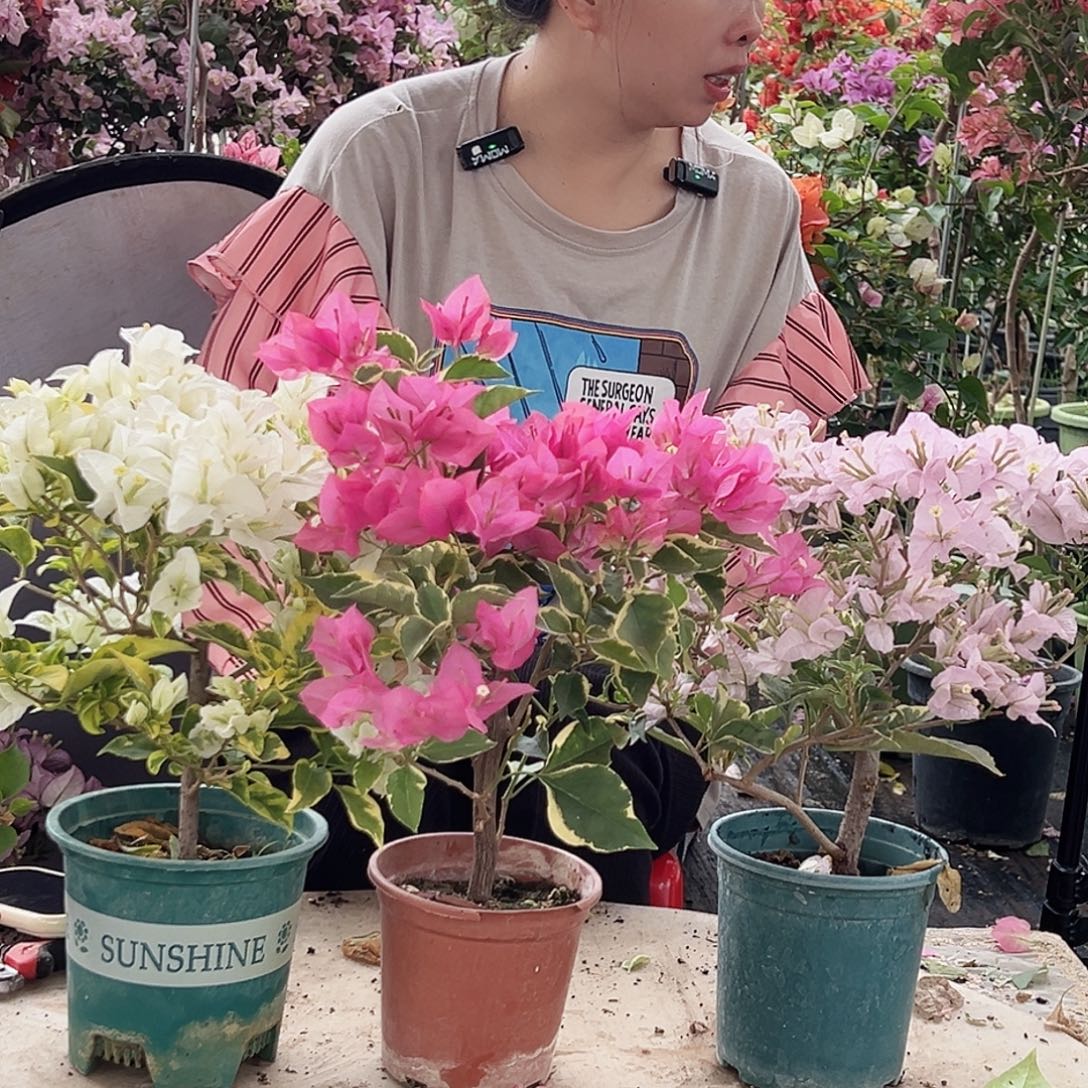 大部分花苞少量开放金边白，蜡染粉，花叶苹果花组合