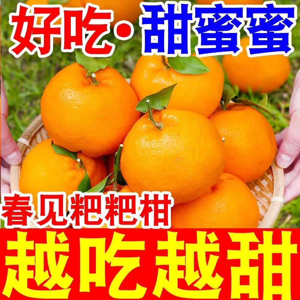 【正宗四川春见耙耙柑】现摘现发爆甜爆汁