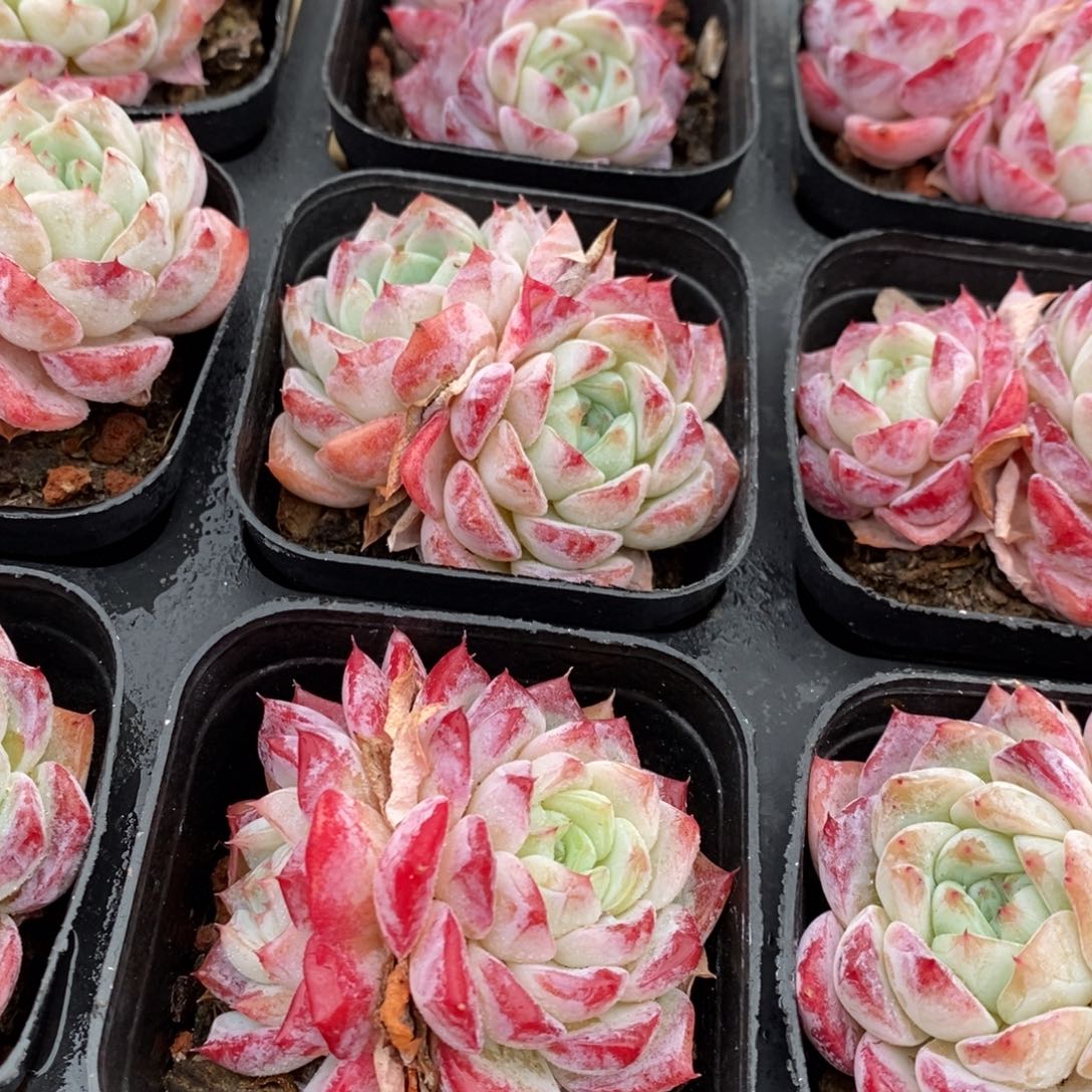 162。玫瑰糖。双头。