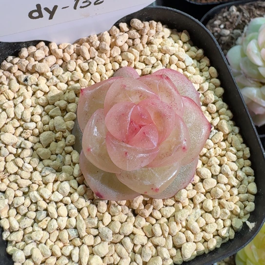 0129-0132-3007西柚珍妮