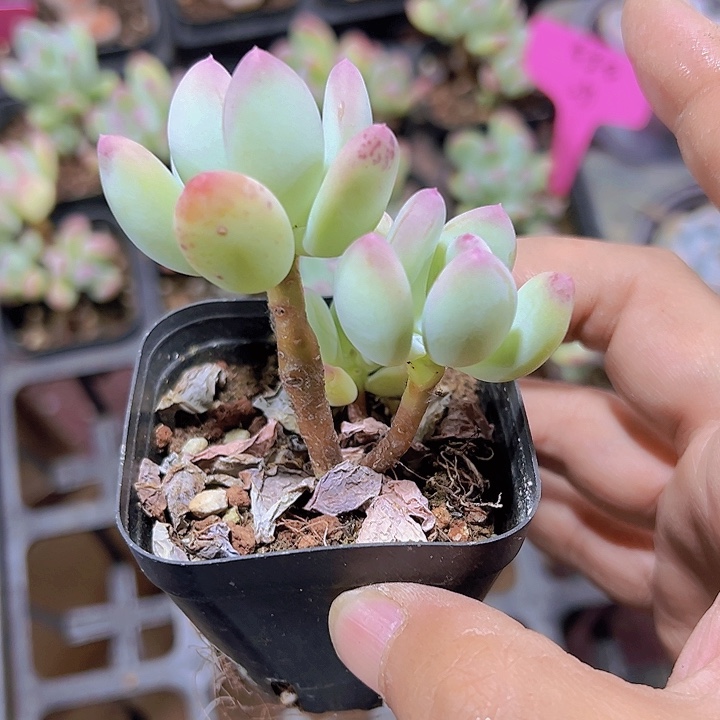 苹果奶精品多肉植物大战