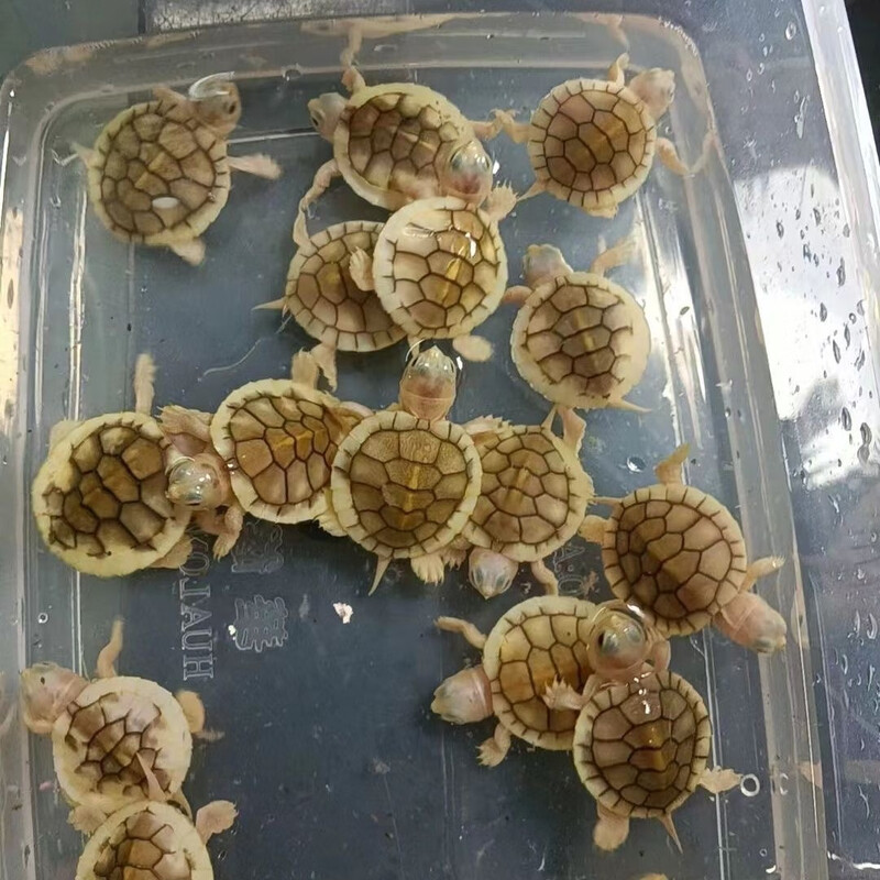 水龟活体宠物龟直播间专用